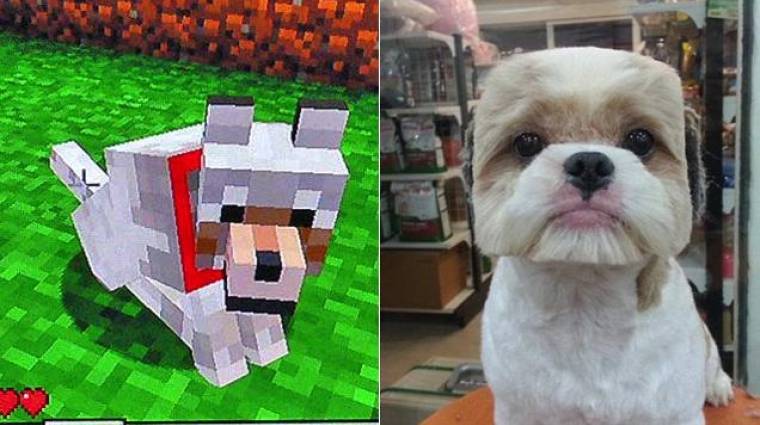 Napi büntetés: Minecraft kutyák a valóságban bevezetőkép
