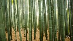 Óvakodj a bambuszruháktól, nem túl fenntarthatóak kép