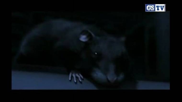 One Rat - Egy patkány mind felett bevezetőkép