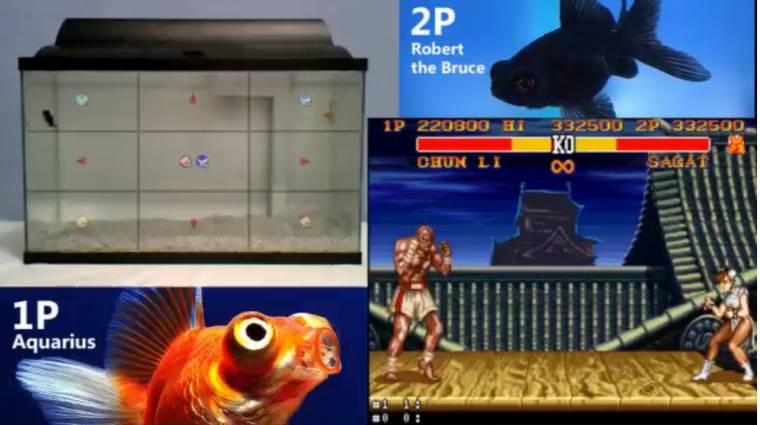 Két hal épp Street Fighterezik Twitchen bevezetőkép