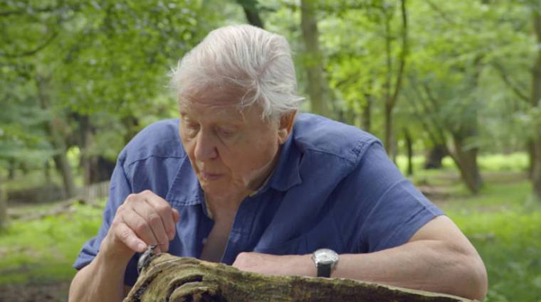 David Attenborough a BBC karanténiskoláján keresztül oktatja a gyerekeket kép
