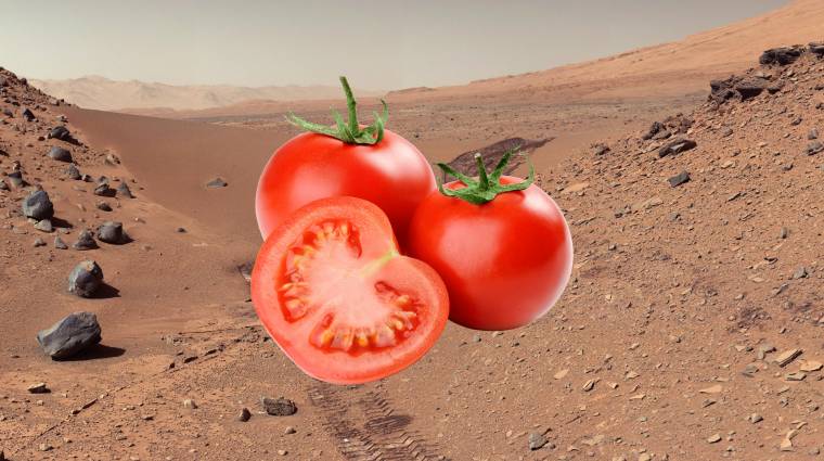 Már azt is tudjuk, milyen lenne a Marson termett paradicsomból készült ketchup kép
