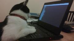 Vasárnapi abszurd: íme a wi-fit hackelő macska kép