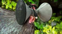 Oculus Rift - boldog csirkék a virtuális valóságban kép