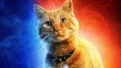 Őrült teória látott napvilágot a Marvel Kapitány cuki cicájáról kép