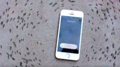 Videó: valóban így elvarázsolja a hangyákat az iPhone? kép