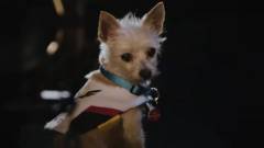 A Blizzard Overwatch-hősöknek öltöztetett kutyákkal készül valamire kép