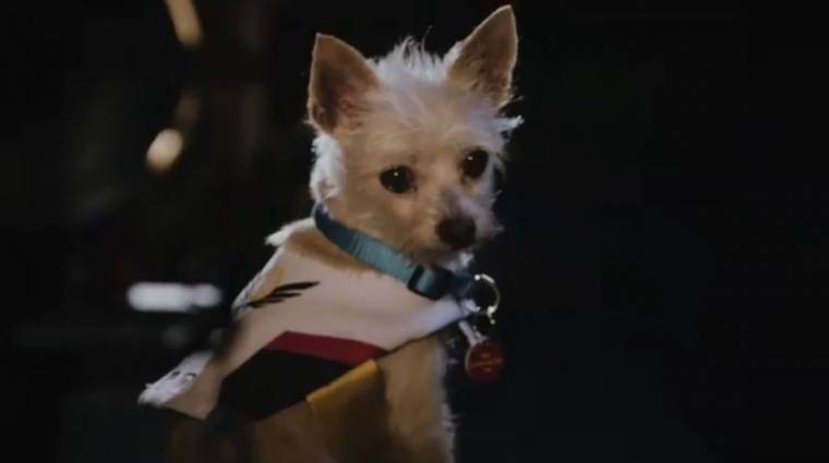 A Blizzard Overwatch-hősöknek öltöztetett kutyákkal készül valamire bevezetőkép