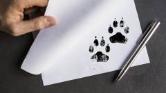 A Blizzard irodáiba csak akkor viheted be a kutyád, ha ő is aláírja a titoktartási szerződést kép