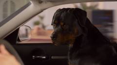 Show Dogs előzetes - családi film beszélő kutyákkal kép