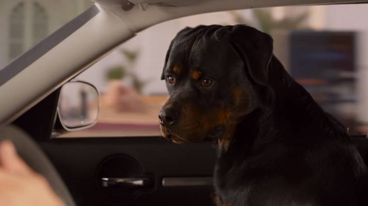 Show Dogs előzetes - családi film beszélő kutyákkal kép