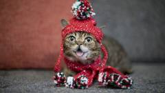 Elpusztult Lil Bub, az internet legaranyosabb cicája kép