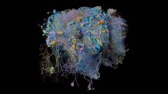 A Google a muslicák agyát térképezi 3D-ben kép