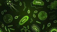 Japán tudósok százmillió éves mikrobákat támasztottak fel kép