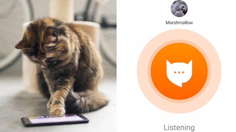 Ez az app lefordítja, hogy mit mond a macskád kép