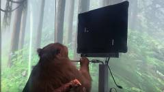 Ha hihetünk Elon Musk cégének, akkor ez a majom az elméjével pongozott kép