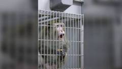 Musk megerősítette a neuralinkes majmok elhalálozásának tényét kép