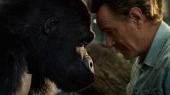 Előzetesen Bryan Cranston és a barátságos gorilla meséje, a The One and Only Ivan kép