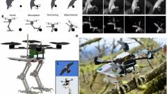 A drónozást forradalmasító sólyomkarmos robotlábat fejlesztettek ki kép