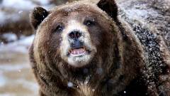 Összeállt a kokainfüggő medvéről szóló film stábja kép