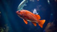 Egy kísérlet bebizonyította, hogy a halaknak is megy az összeadás és a kivonás kép