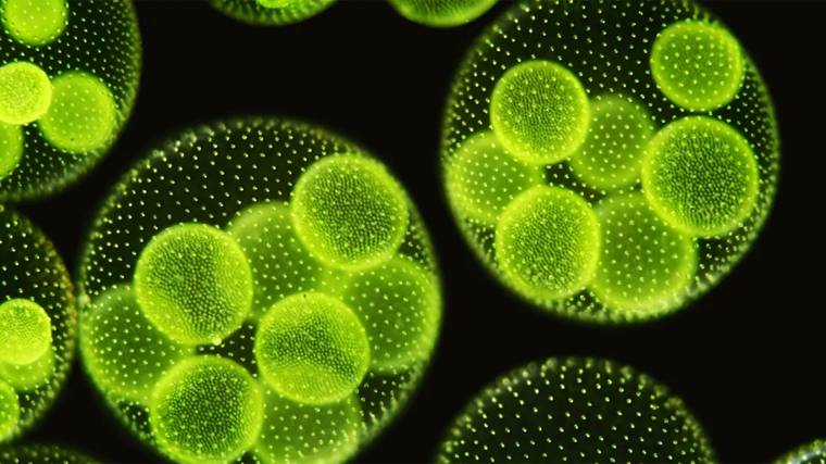 Az algák közvetlenül is fogyaszthatóak, de táplálékkiegészítő is készülhet belőlük (Fotó: Argonne National Laboratory)