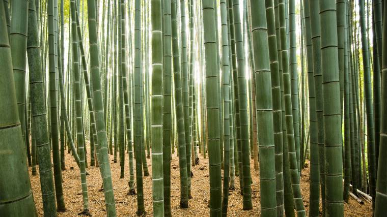 A bambuszrostból készült ruhák javának nem sok köze van a fenntarthatósághoz (Fotó: Scop.io/Yavor Atanasov)