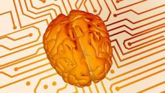 Emberi agyat használtak az ELTE kutatói a gépi tanulási módszerek teszteléséhez kép
