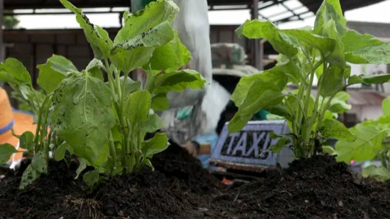A közösségi kert a munkanélküli taxisokat látja el egészséges zöldségekkel