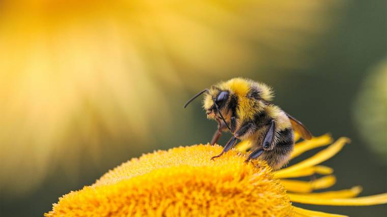 A méheket egyre inkább fenyegeti a légszennyezés és az urbanizáció (Fotó: Unsplash/Dmitry Grigoriev)