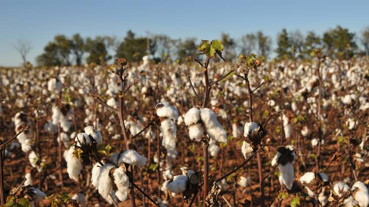 A ruhák alapanyagaiként használt növényeket gyakran nagyon káros módszerekkel termesztik (Fotó: Oklahoma State University)