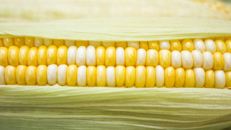 A kukorica nagyipari termesztése - az Egyesült Államokban - nem kifejezetten környezetbarát (Fotó: Unsplash/Phoenix Han)