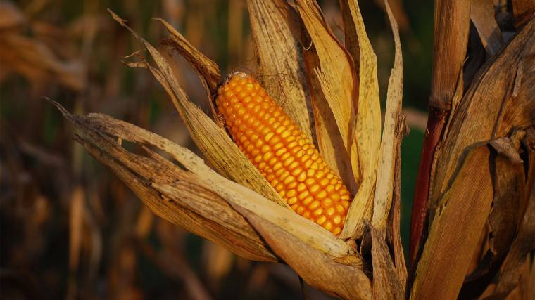 Az Európai Unió rengeteg kukoricát importál Brazíliából, ahol a termelés az esőerdők kiirtásához vezet (Fotó: Unsplash/Christophe Maertens)