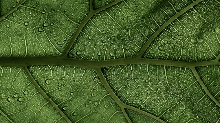 A megnövekedett szén-dioxid kibocsátás hatására a növények leveleinek nagyobb lett a felülete (Fotó: Unsplash/Clay Banks)