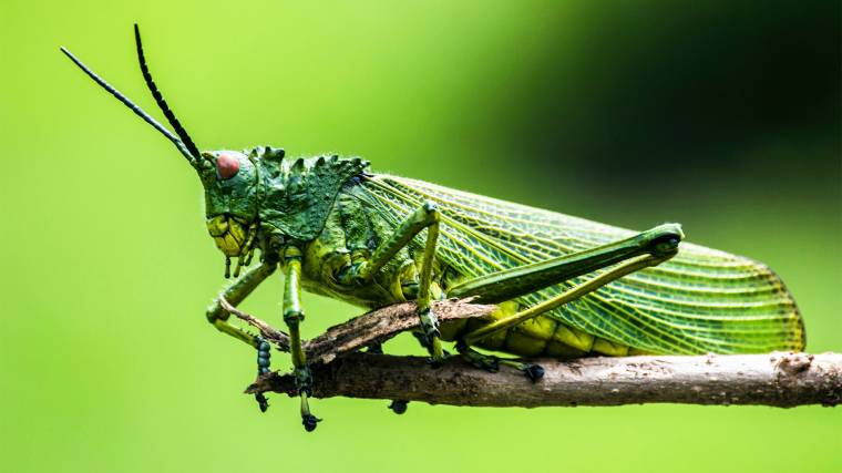 A rovarok számának csökkenése aggasztó hír az emberiség számára (Fotó: Unsplash/Elegance Nairobi)
