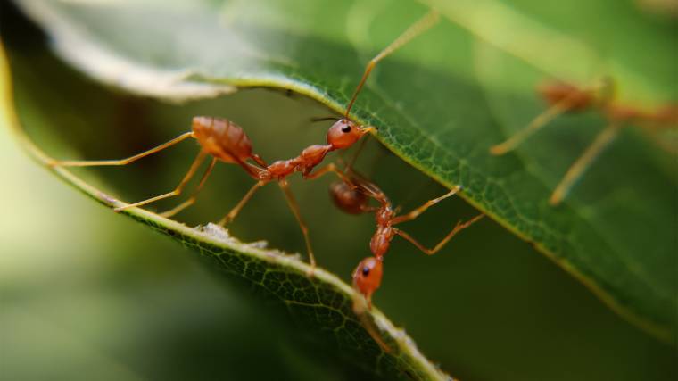 Sürgős lépésekre van szükség, a rovarpopulációk megóvása érdekében (Fotó: Unsplash/MD Jerry)