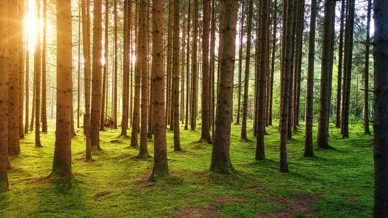 A fáknak, erdőknek nélkülözhetetlen szerepe van a levegő minőségét tekintve (Fotó: Unsplash/Johannes Plenio)