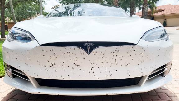 Kevesebb rovar placcsan szét az autókon, de ez nem feltétlenül jó hír kép