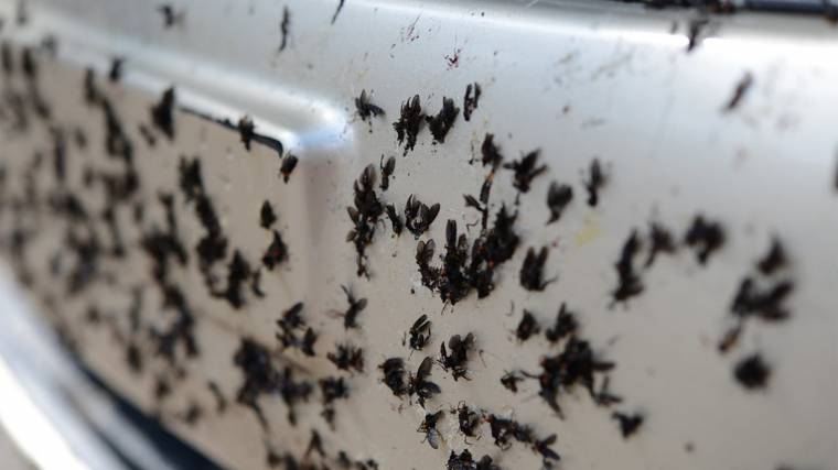 Az autókon szétkenődő rovarok mennyiségéből következtetni lehet a teljes populáció állapotára (Fotó: University of Florida)