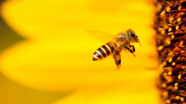 Az emberiség sorsa múlik a méhek egészségén (Fotó: Unsplash/Boris Smokrovic)