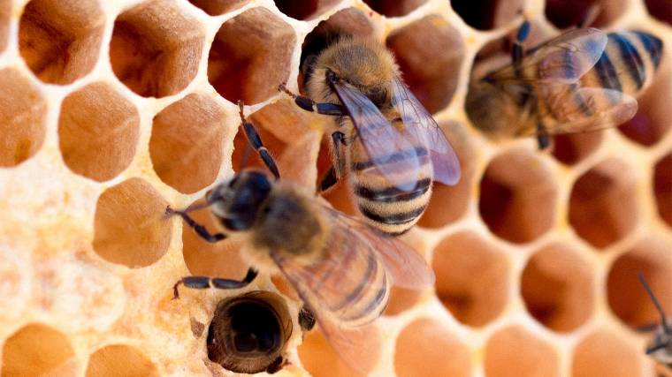 A mesterséges intelligenciával felszerelt okoskaptár azonnal kiszúrja, ha valami gond van a méhkolóniával (Fotó: Unsplash/Meggyn Pomerleau)