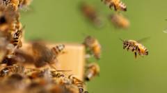 Méhek segítik az olasz rendőrök munkáját kép