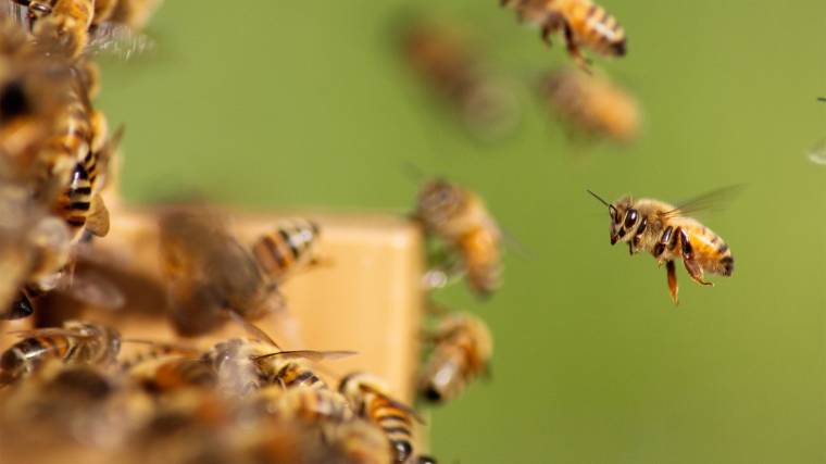 A méhek fontos információkat gyűjtenek a városi környezet állapotáról (Fotó: Unsplash/Damien Tupinier)