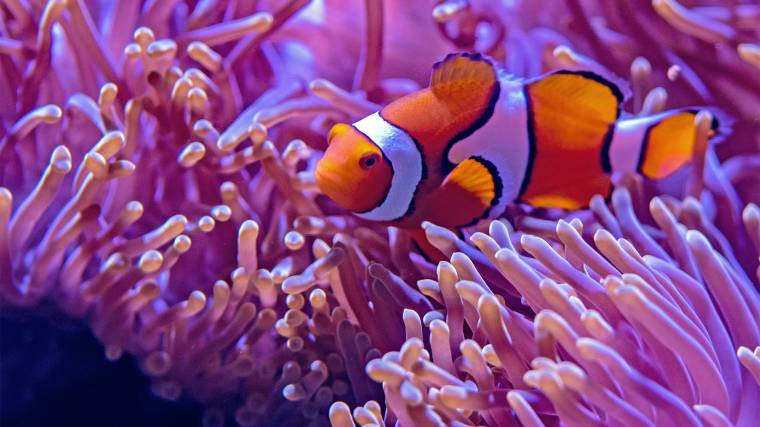 A korallzátonyok lakói változatos hangokat bocsátanak ki - ezt tudja értelmezni a mesterséges intelligencia (Fotó: Unsplash/David Clode)