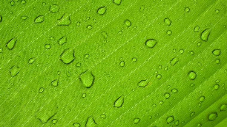A brit kutatók a növényi fotoszintézishez hasonló folyamat segítségével állítják elő a zöld hidrogént (Fotó: Unsplash/Anthony Rampersad)