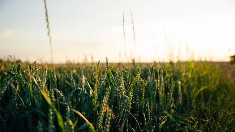 A mezőgazdasági termények védelmével elkerülhetőek lenne a klímaváltozás miatti élelmiszerhiány (Fotó: Unsplash/Glenn Carstens-Peters)