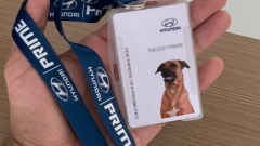 A szemünk előtt zajló marketingforradalom: kóbor kutyából lett értékesítő egy brazil autószalonban kép