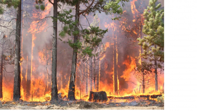 Több tízezer tonna szén-dioxid kerül a levegőbe oroszországi erdőtüzek miatt a sarkkör közelében kép