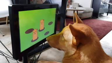Videojáték kutyáknak? Már ilyen is van! kép