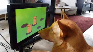 Videojáték kutyáknak? Már ilyen is van!